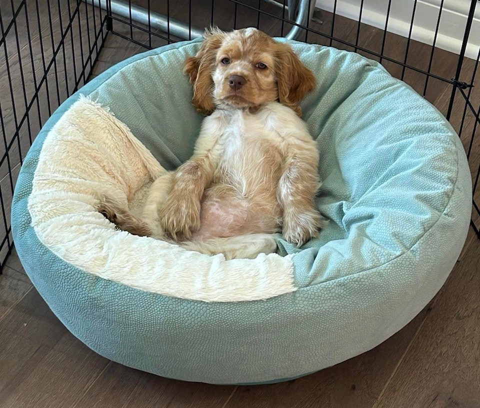 Kindred Cocker Spaniel Puppies in Kentucky