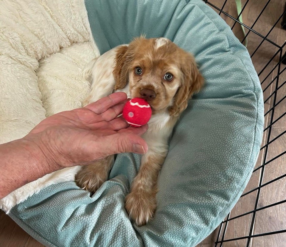 Kindred Cocker Spaniel Puppies in Kentucky